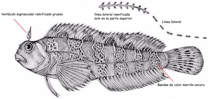 Parablennius gattorugine_01.jpg